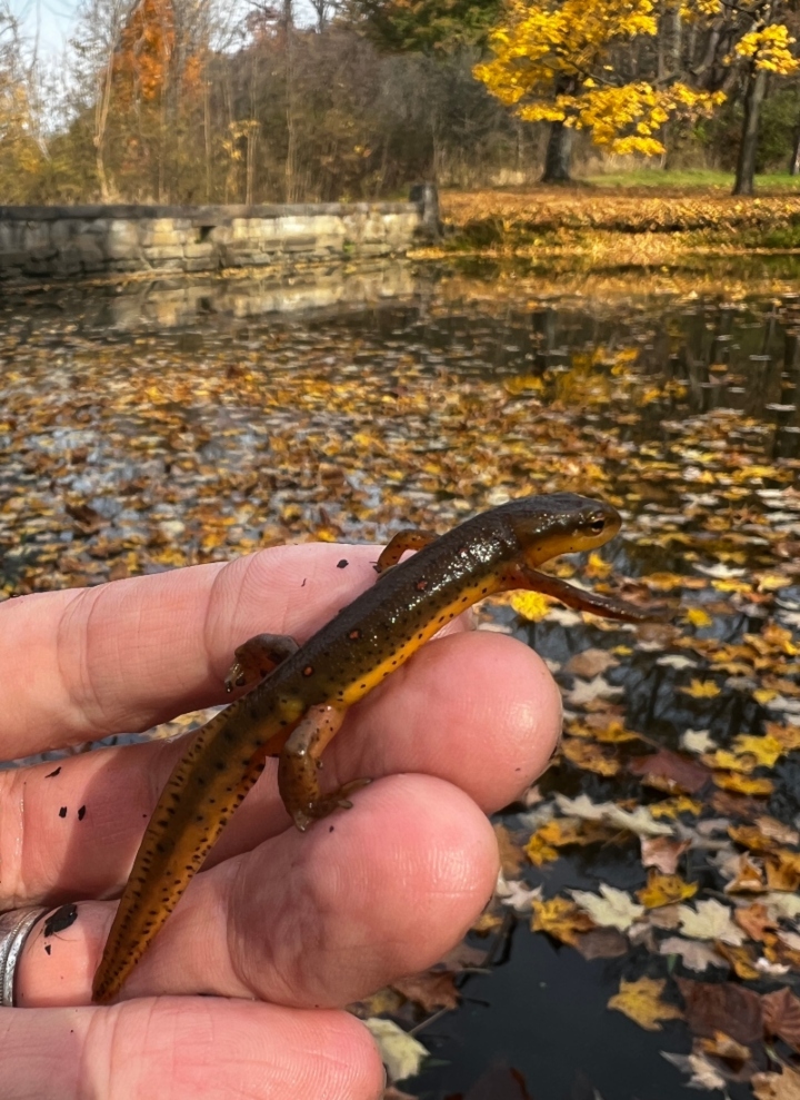 Red-spotted Newt